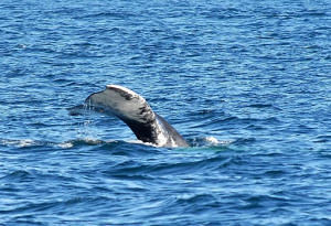 whale watching san diego