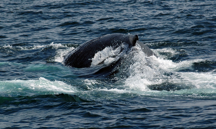 whale watching san diego