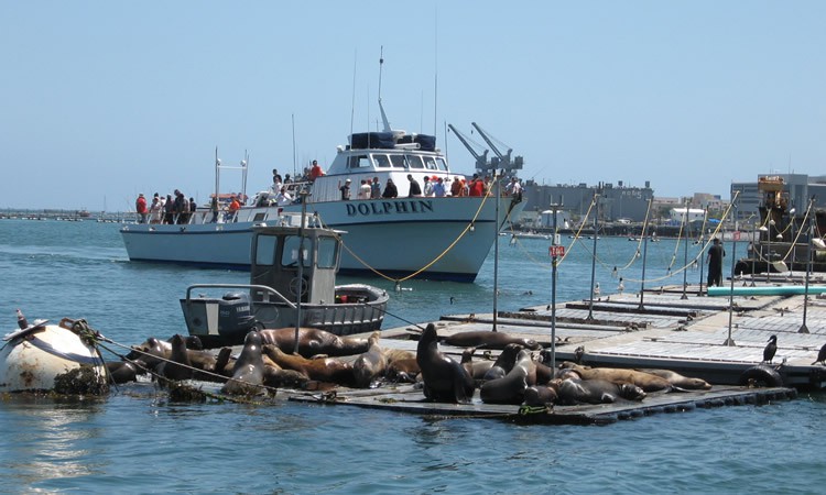 fishing boat getting back from the bait barge. Sea lions awaiting lunch