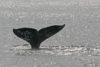 whale tail san diego